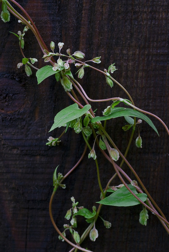 Image of Fallopia dumetorum specimen.