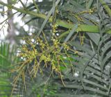 Dypsis lutescens