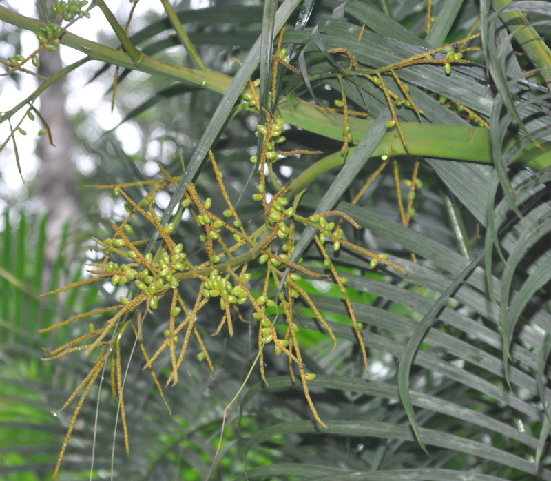 Image of Dypsis lutescens specimen.