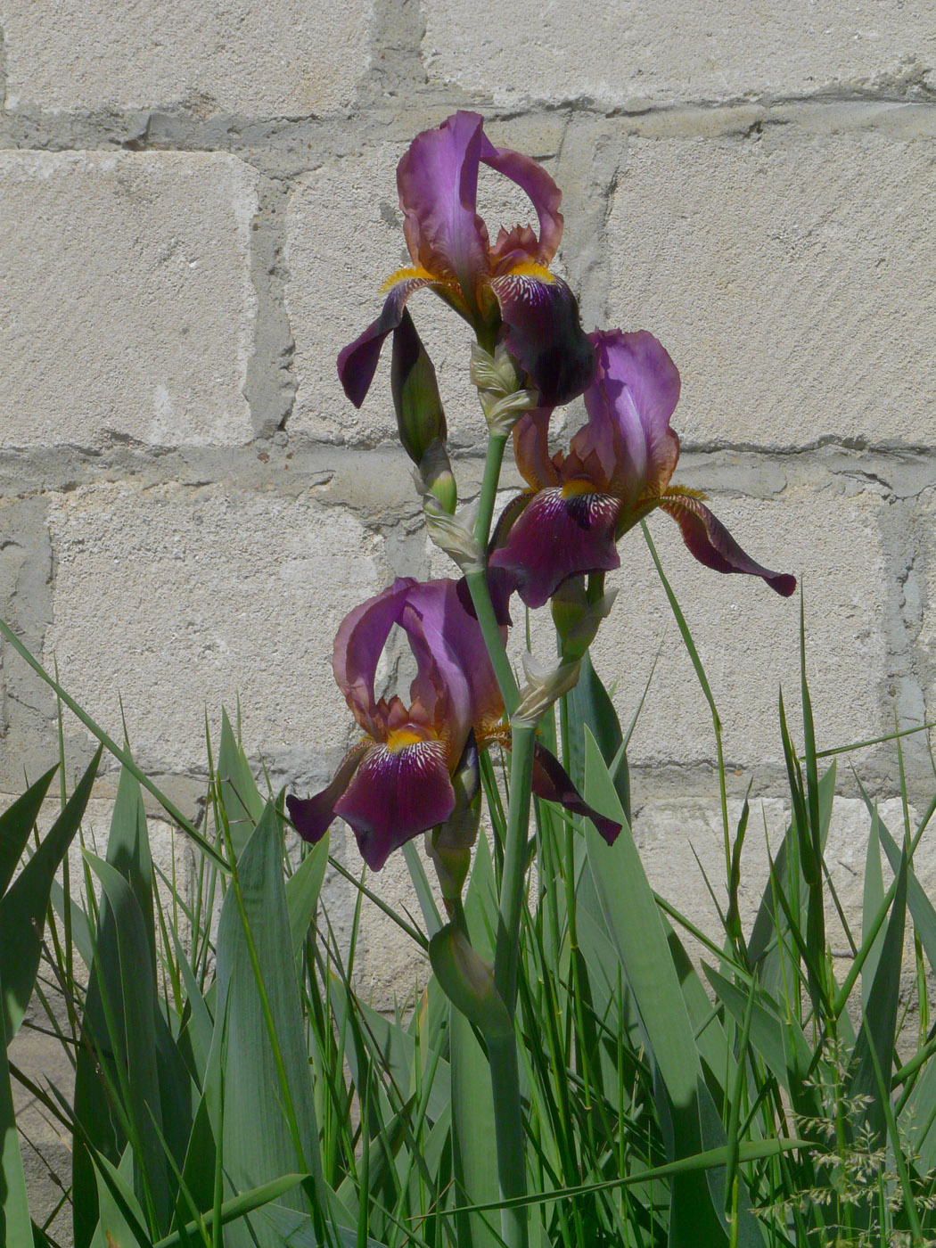 Image of genus Iris specimen.