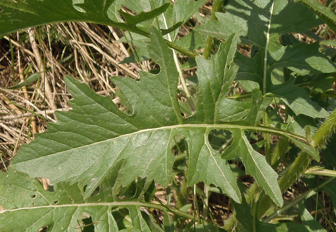 Image of Sisymbrium loeselii specimen.