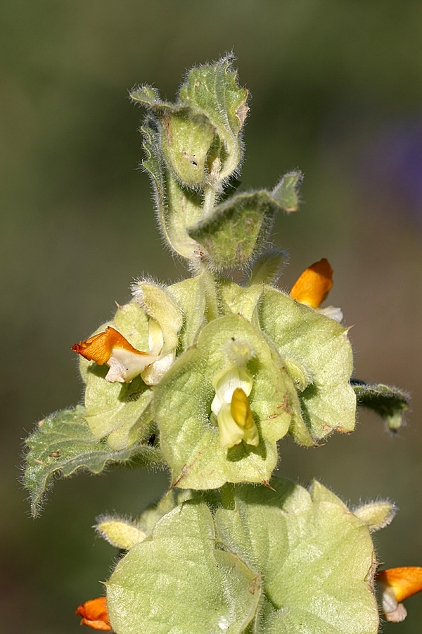 Image of Eremostachys isochila specimen.