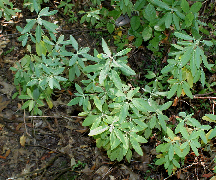 Image of Kalmia angustifolia specimen.