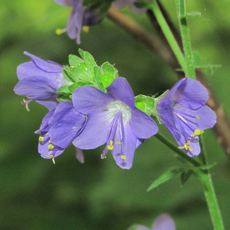 Image of Polemonium caeruleum specimen.