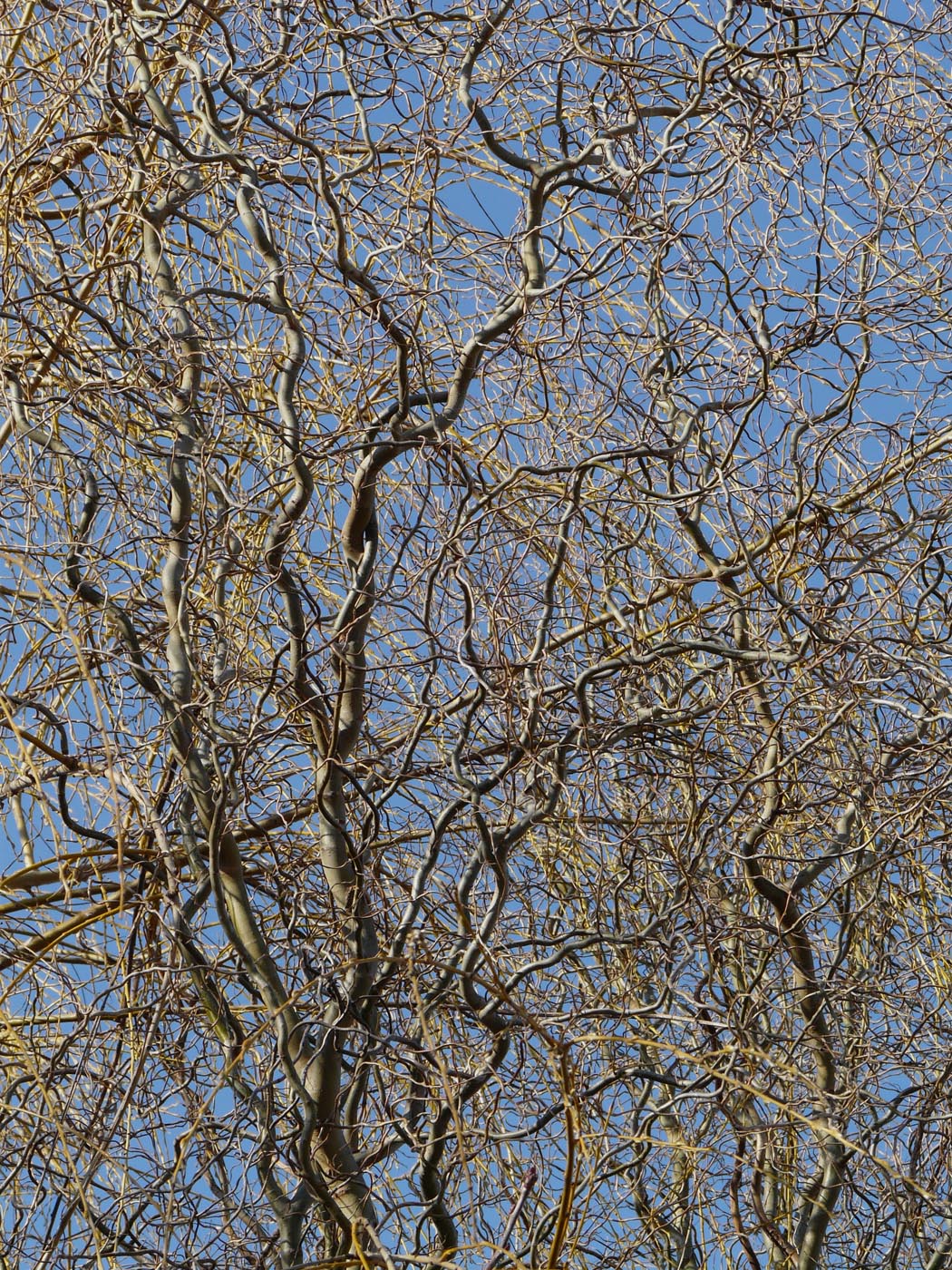 Image of Salix matsudana specimen.