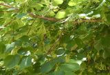 Tilia cordifolia