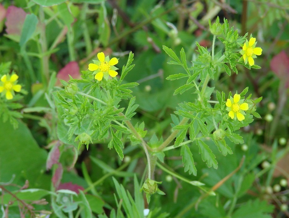 Image of Potentilla supina ssp. paradoxa specimen.