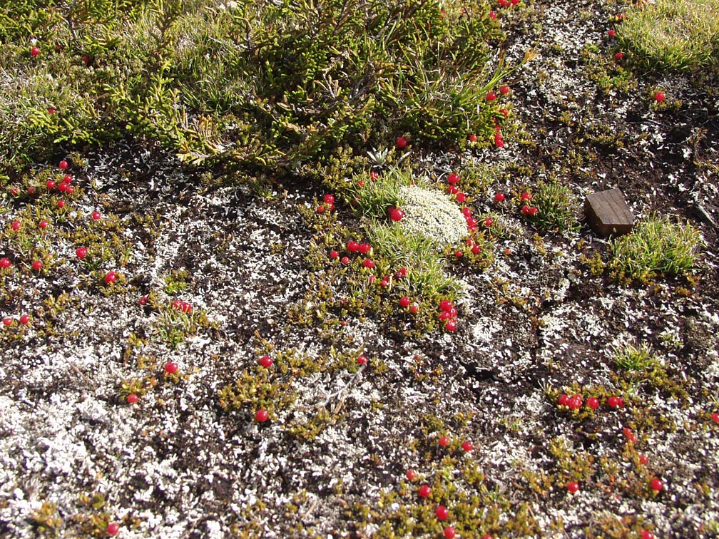 Изображение особи Coprosma pumila.