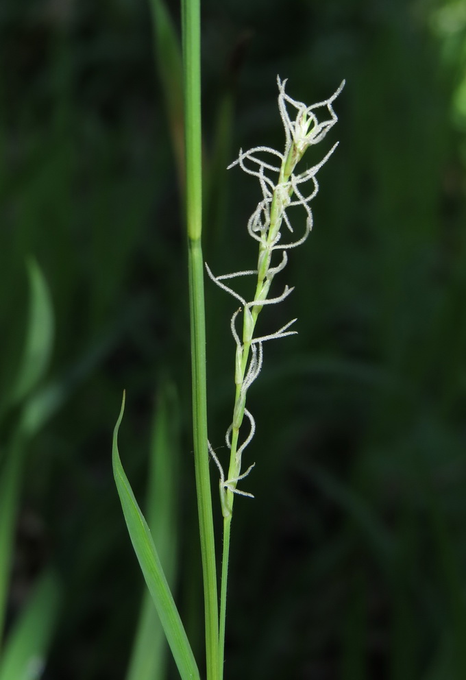 Изображение особи Carex pilosa.