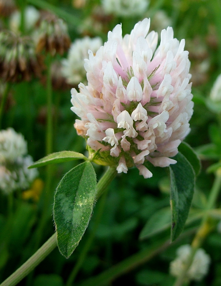 Изображение особи Trifolium pratense.