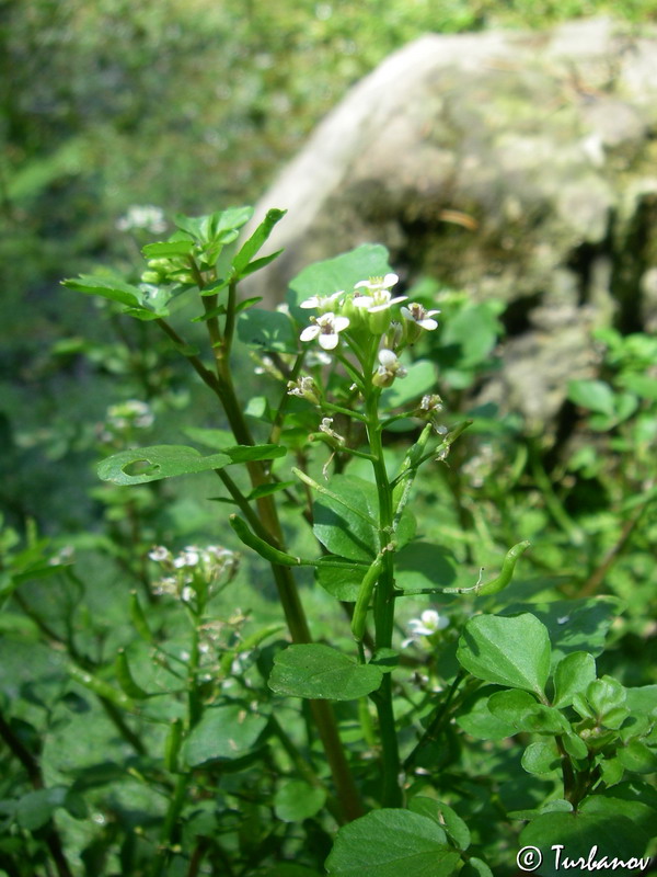 Image of Nasturtium officinale specimen.