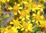 Solidago virgaurea. Часть соцветия. Восточно-Казахстанская обл., г. Риддер, окр. Малоульбинского вдхр., Россыпной Белок, возле Золотой Горы, склон сопки. 29.07.2008.