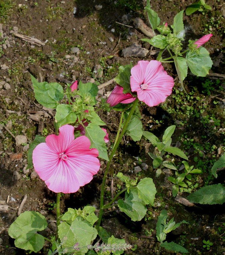 Image of Malva trimestris specimen.