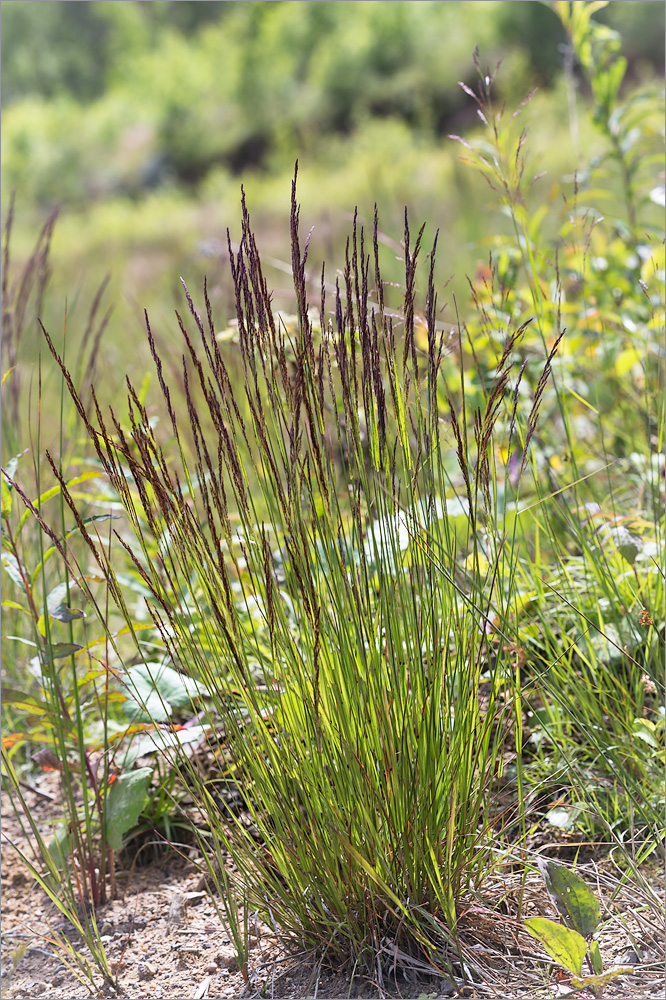 Image of genus Agrostis specimen.