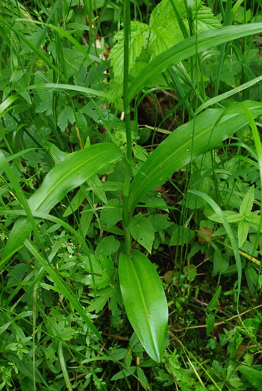 Изображение особи Dactylorhiza fuchsii.