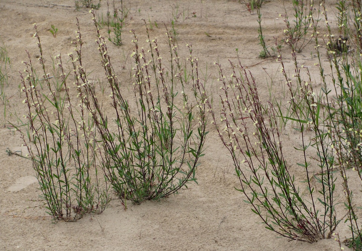 Image of Silene tatarica specimen.