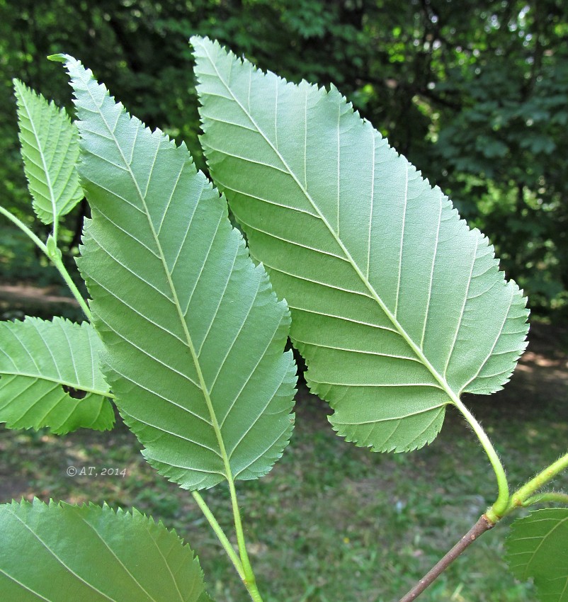 Изображение особи Betula alleghaniensis.