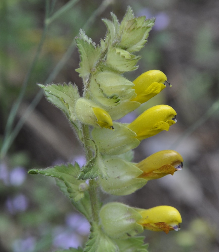 Изображение особи Rhinanthus rumelicus.