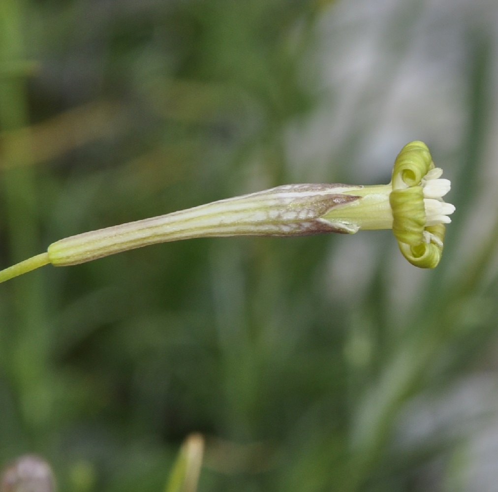 Изображение особи Silene parnassica ssp. dionysii.