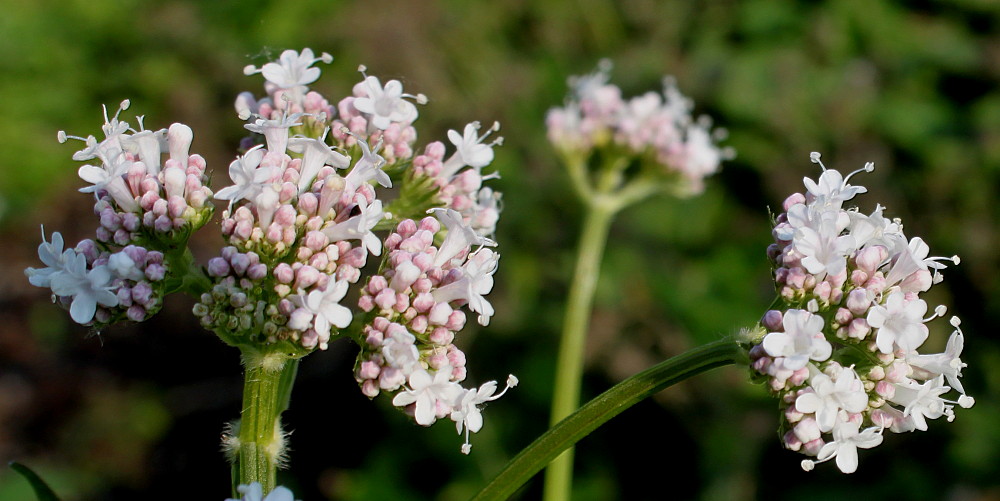 Изображение особи род Valeriana.