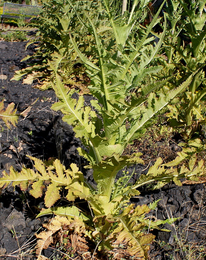 Image of Dipsacus laciniatus specimen.