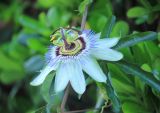 Passiflora caerulea. Цветок. Италия, регион Лацио, г. Рим, живая изгородь. 8 сентября 2014 г.