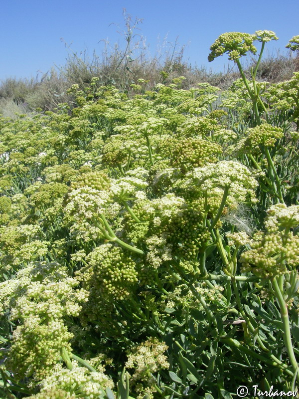 Изображение особи Crithmum maritimum.