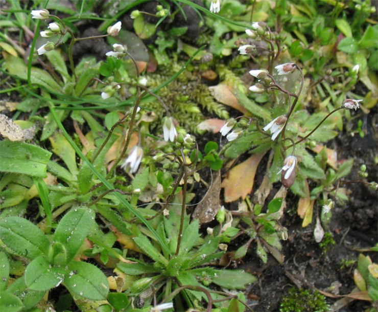 Image of Erophila verna specimen.