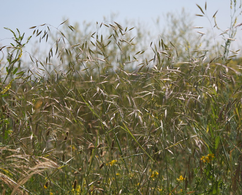 Image of Bromus arvensis specimen.