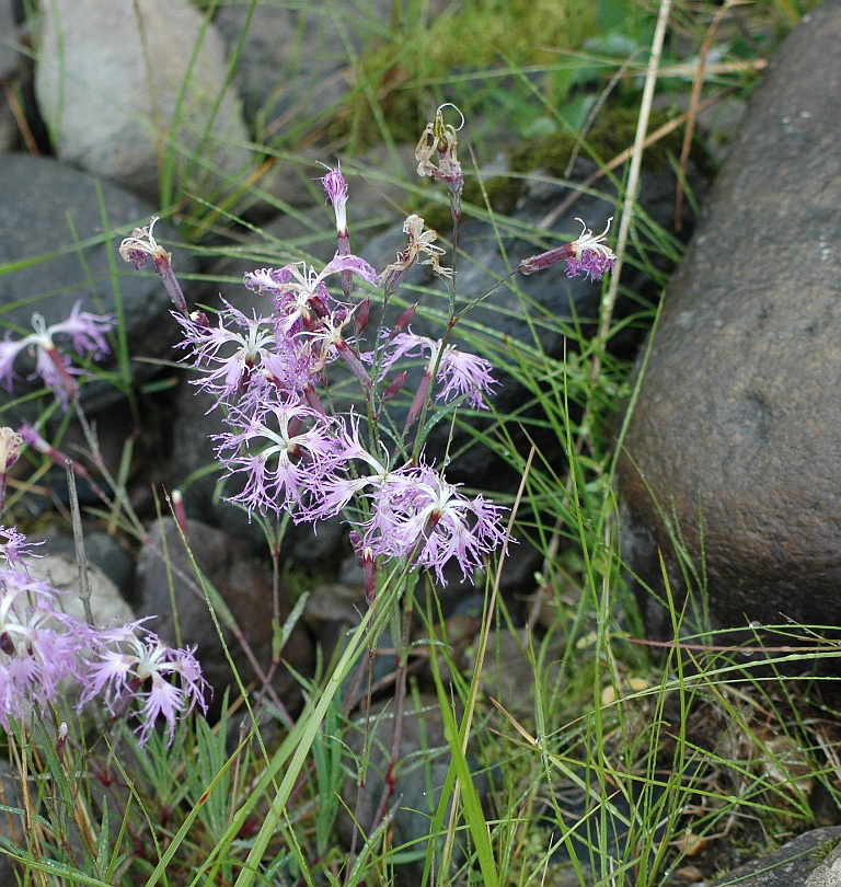 Изображение особи Dianthus superbus.