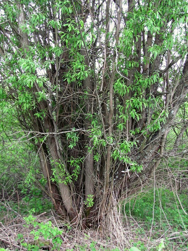 Image of Salix gmelinii specimen.