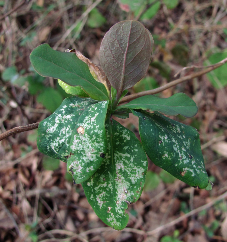 Image of Lonicera caprifolium specimen.