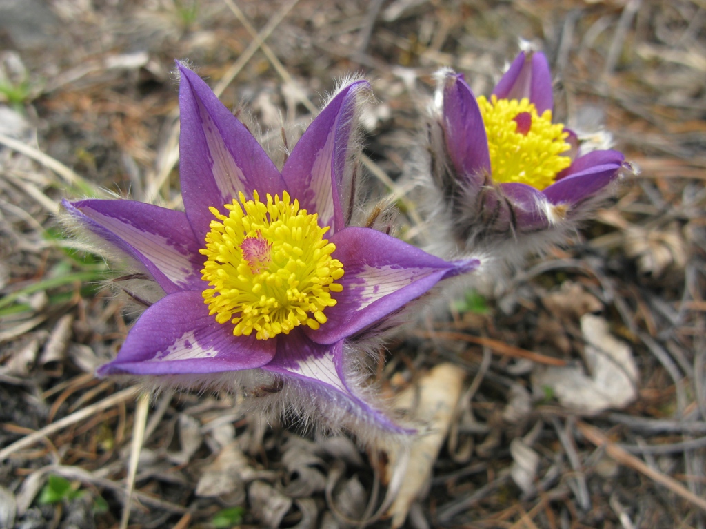 Image of Pulsatilla patens specimen.