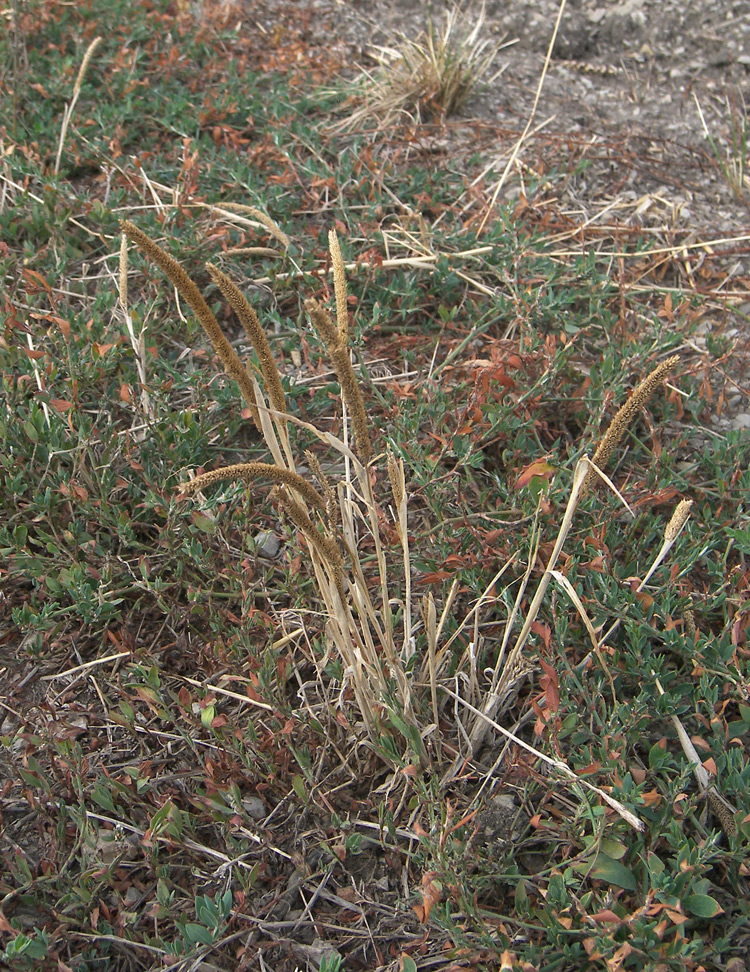 Изображение особи Phleum paniculatum.