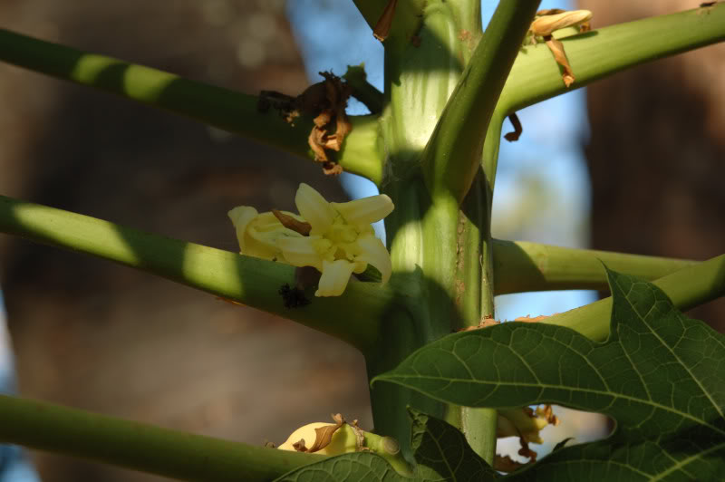 Image of Carica papaya specimen.