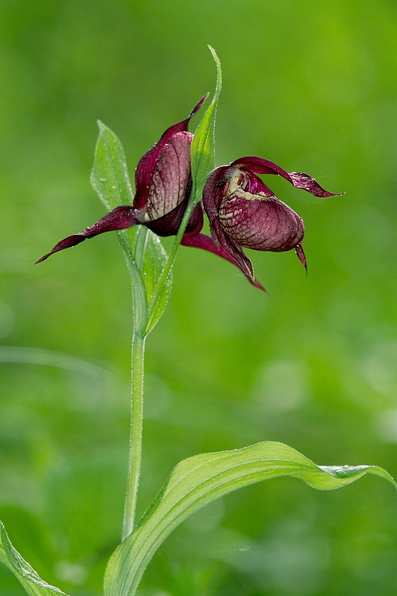 Изображение особи Cypripedium &times; ventricosum.