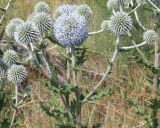 Echinops sphaerocephalus. Верхушки побегов с соцветиями. Казахстан, Уланский р-н, окр. с. Украинка. 15.07.2008.