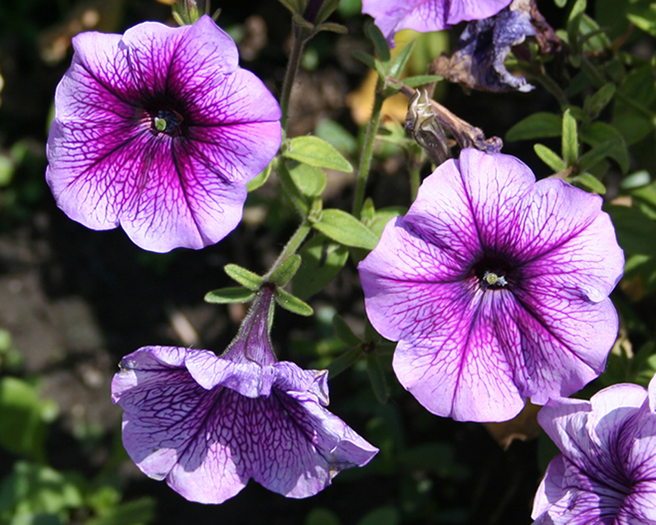 Image of Petunia &times; hybrida specimen.