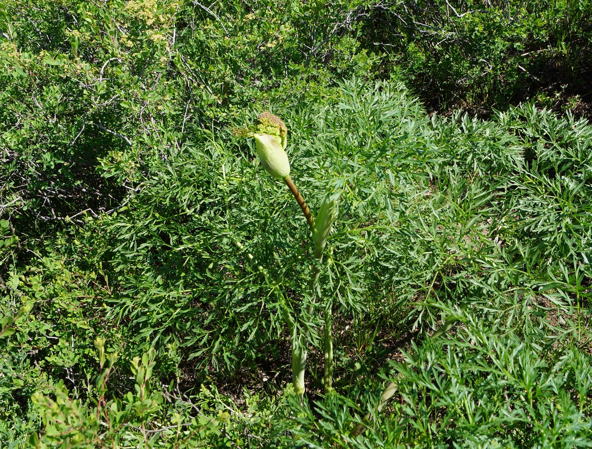 Image of Ferula songarica specimen.