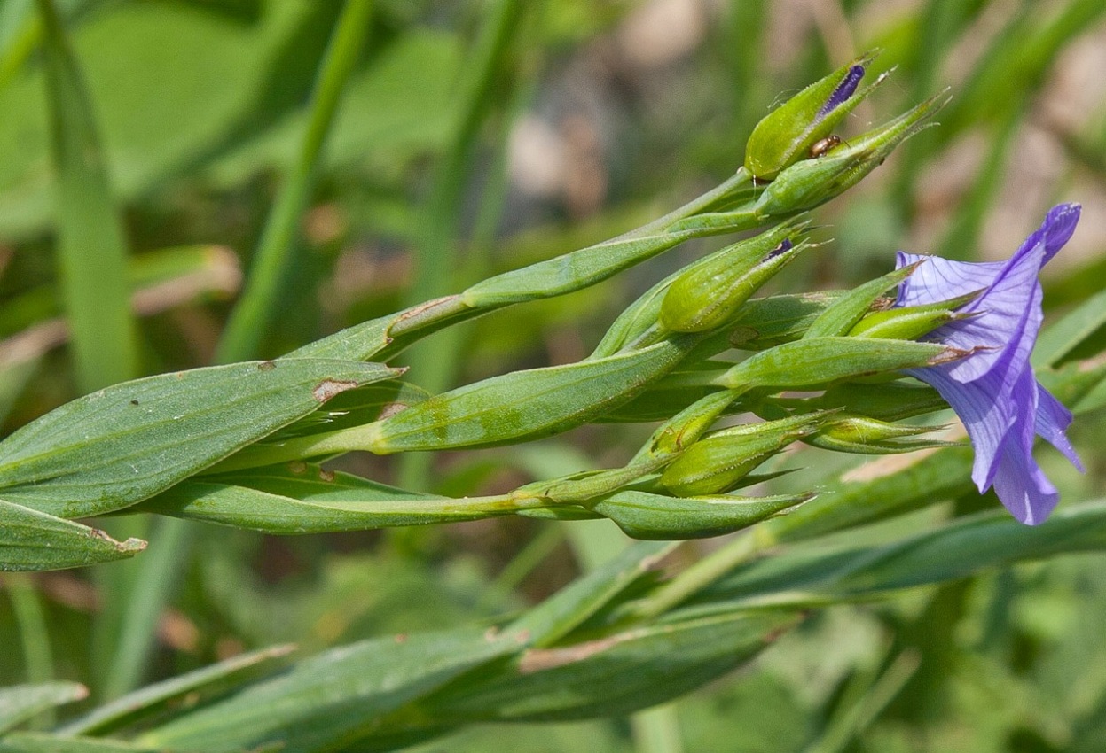 Image of Linum nervosum specimen.