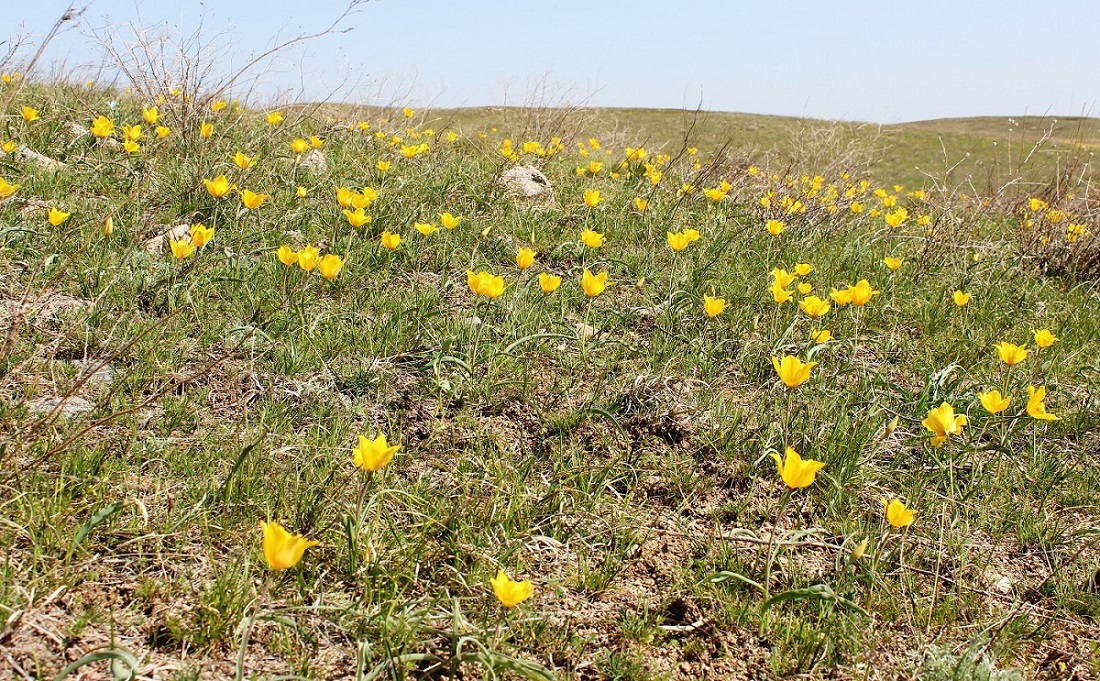 Image of Tulipa kolpakowskiana specimen.