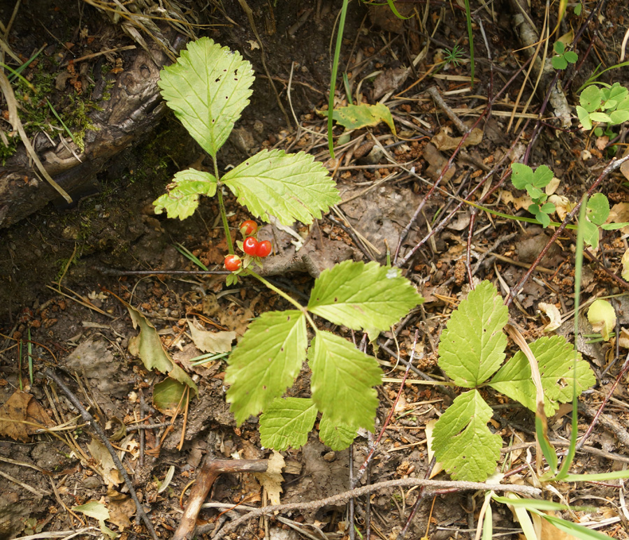 Image of Rubus saxatilis specimen.