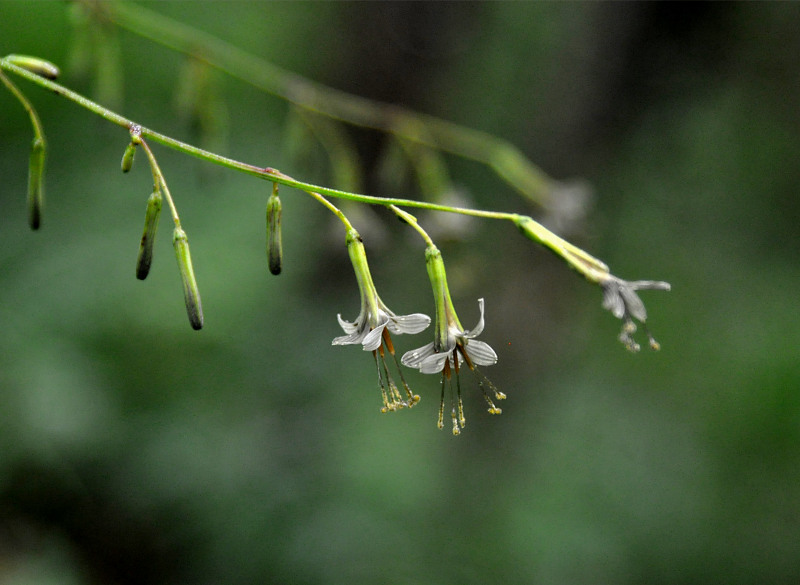 Image of Prenanthes tatarinowii specimen.