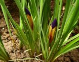 Смотреть изображение Iris pontica