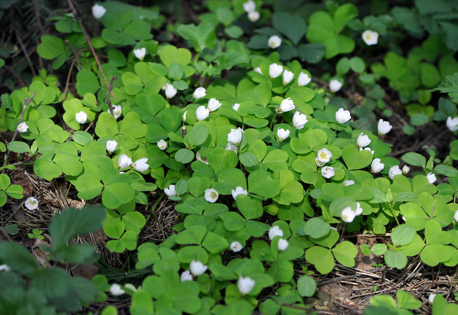 Image of Oxalis acetosella specimen.