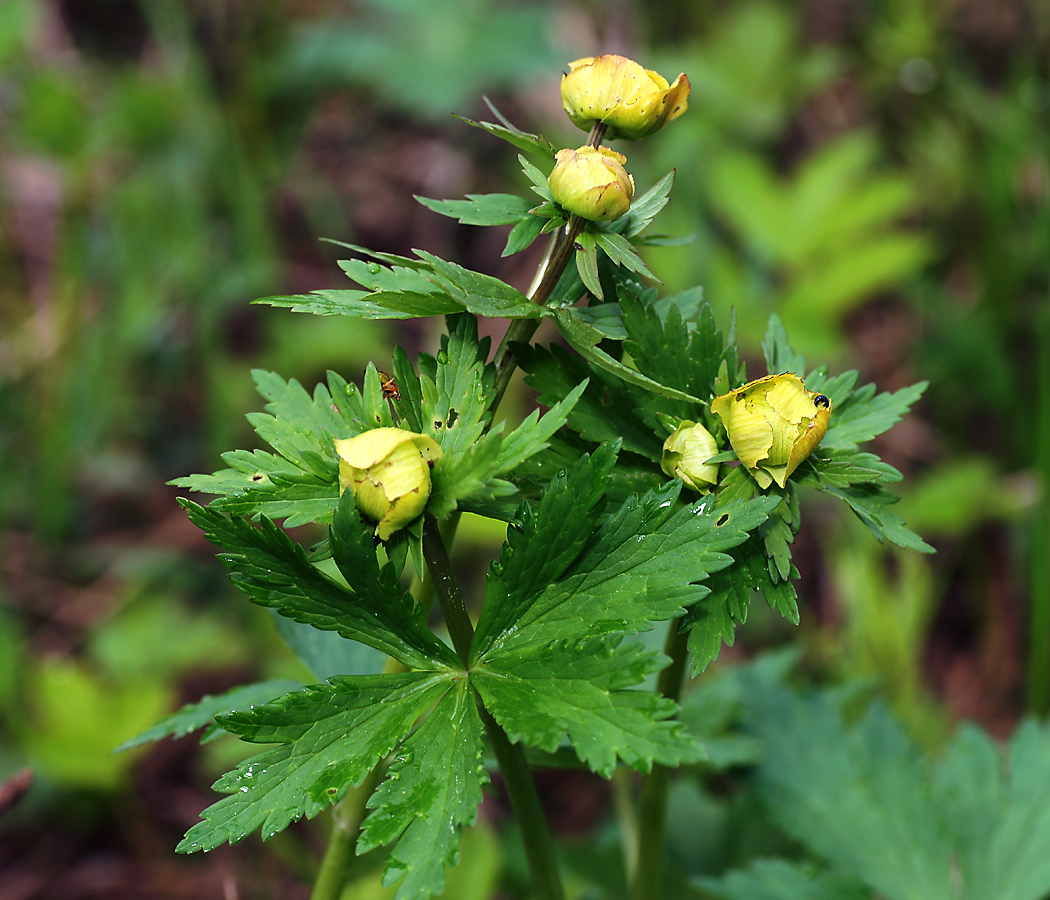 Изображение особи Trollius europaeus.