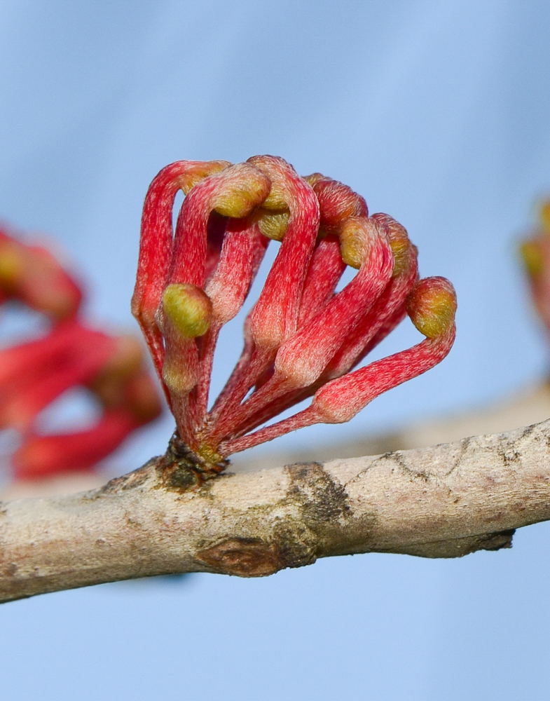 Image of Hakea orthorrhyncha specimen.