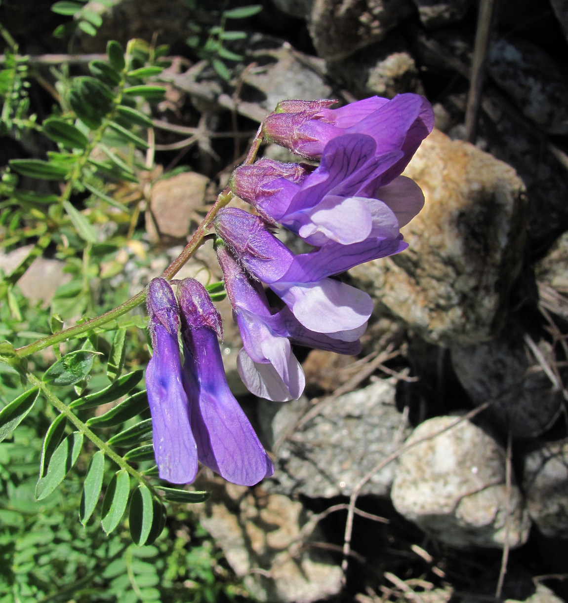 Image of Vicia sosnowskyi specimen.