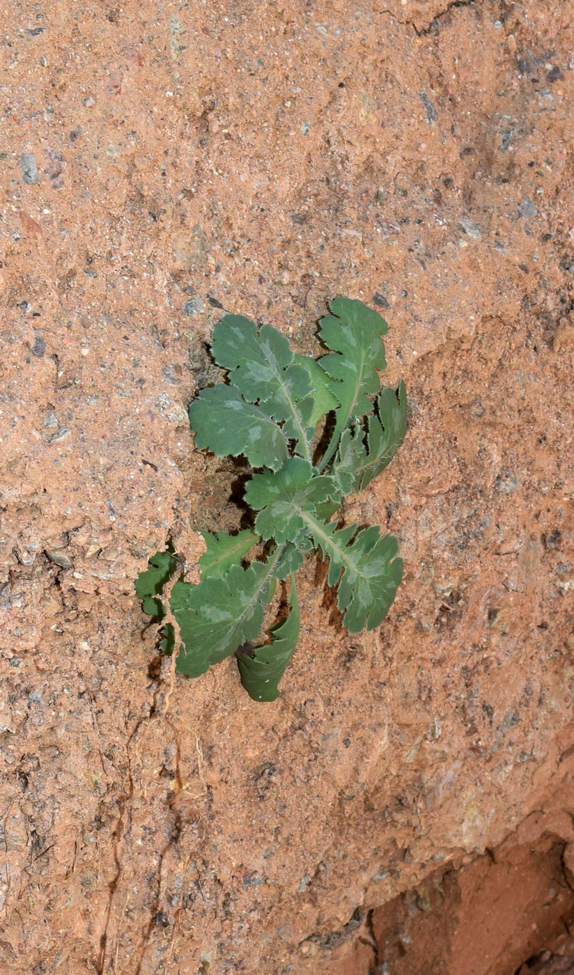 Image of Glaucium fimbrilligerum specimen.