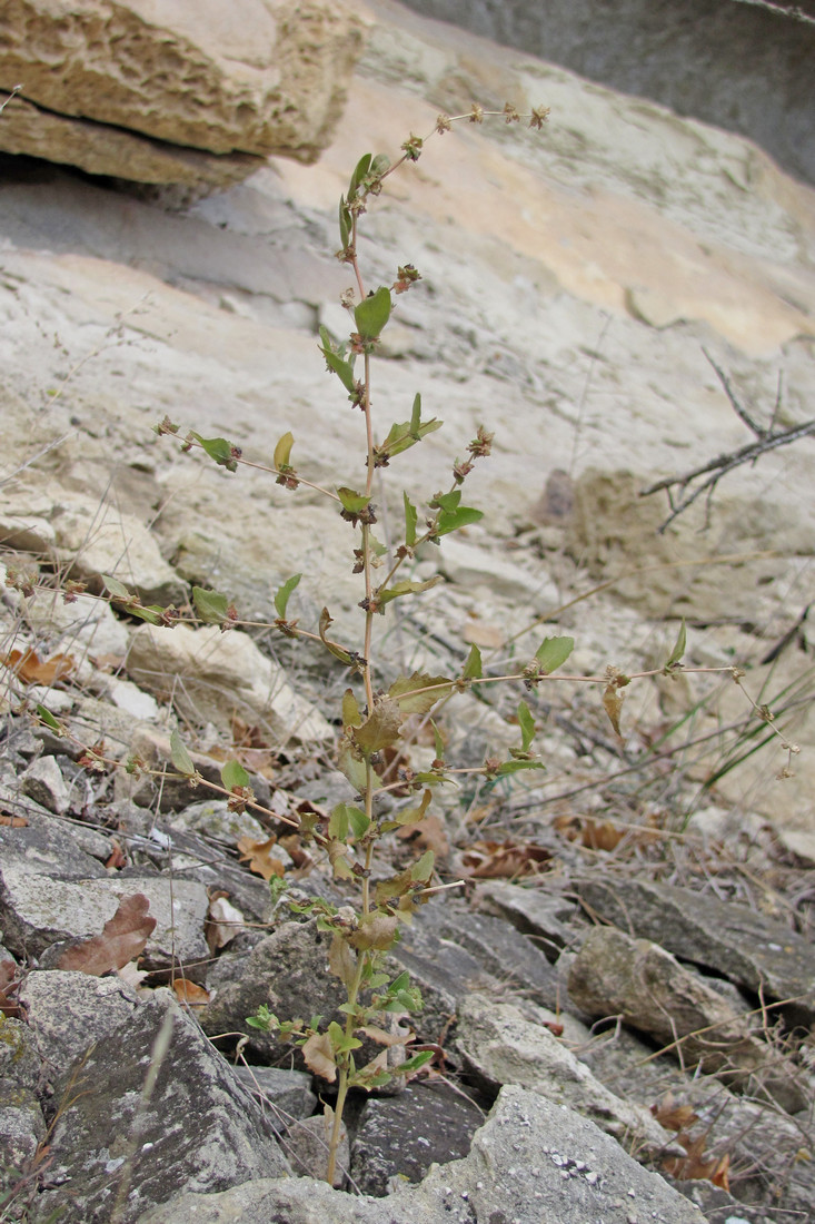 Image of Atriplex rosea specimen.